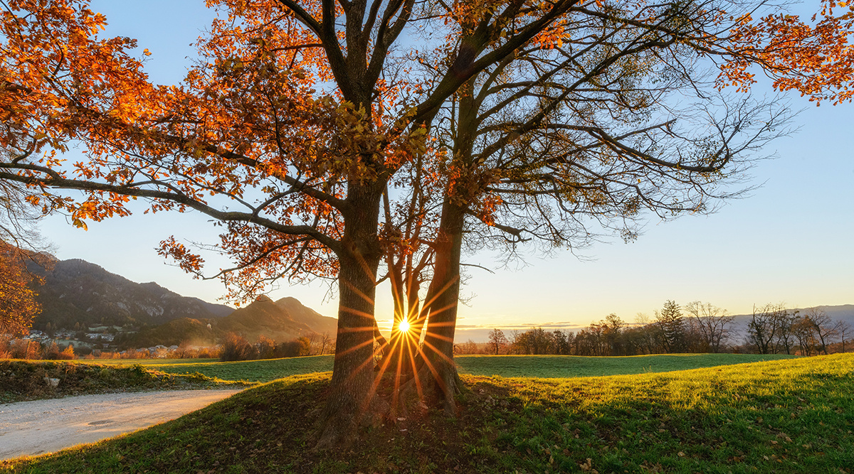 tree with sun behind it