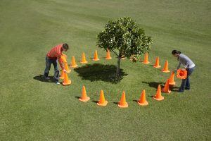 people putting up traffic cones around a tree