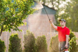 man spraying pesticides on a tree