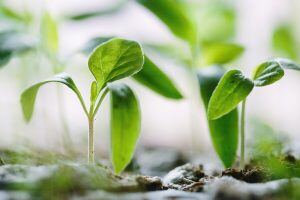 plants in the ground